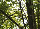 Hooded Warbler (84)