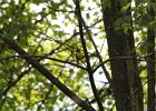 Hooded Warbler (85)