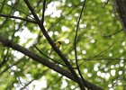 Hooded Warbler (86)