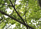 Hooded Warbler (87)
