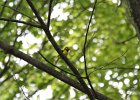 Hooded Warbler (88)