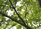 Hooded Warbler (89)