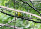 Hooded Warbler (9)