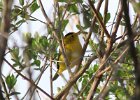101Wilson's Warbler