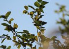 Wilson's Warbler (1)