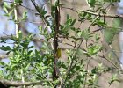 Wilson's Warbler (10)