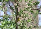 Wilson's Warbler (11)
