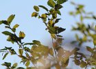 Wilson's Warbler (2)