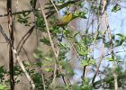 Wilson's Warbler (7)
