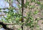 Wilson's Warbler (9)