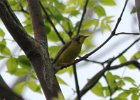 101Canada Warbler (1)