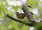 102Canada Warbler (1)