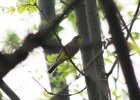 104Canada Warbler (18)