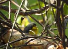 Canada Warbler (10)