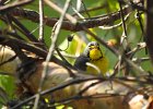 Canada Warbler (8)