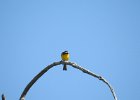 Yellow-breasted Chat (13)