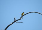 Yellow-breasted Chat (19)