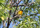 Yellow-breasted Chat (60)