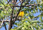 Yellow-breasted Chat (62)