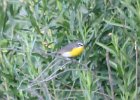 Yellow-breasted Chat (88)