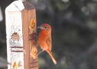 Hepatic Tanager (2)