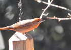 Hepatic Tanager (3)