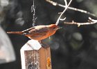 Hepatic Tanager (4)