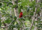 101Summer Tanager