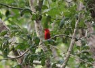 Summer Tanager (1)