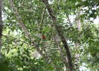 Summer Tanager (13)