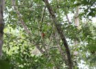 Summer Tanager (14)