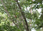 Summer Tanager (15)