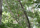 Summer Tanager (16)