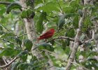 Summer Tanager (2)