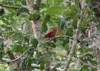 Summer Tanager (3)