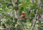 Summer Tanager (4)