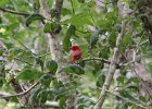 Summer Tanager (5)