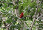 Summer Tanager (7)