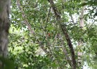 Summer Tanager (9)