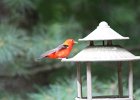 Scarlet Tanager (100)