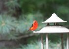 Scarlet Tanager (101)
