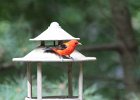 Scarlet Tanager (103)