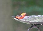 Scarlet Tanager (105)