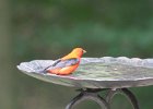 Scarlet Tanager (106)
