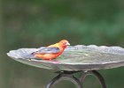 Scarlet Tanager (107)