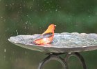 Scarlet Tanager (108)