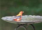 Scarlet Tanager (112)