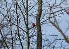 Scarlet Tanager (114)