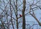 Scarlet Tanager (115)