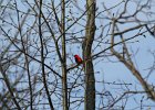 Scarlet Tanager (116)
